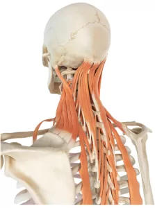image showing the complex layering of the cervical musculature