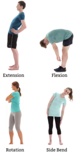 Four individuals demonstrating flexion, extension, rotation and side bend of the lumbar spine.
