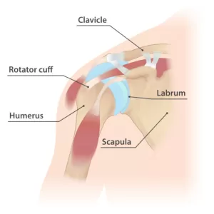 <a href="https://www.injurymap.com/free-human-anatomy-illustrations">Injurymap</a>